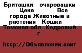 Бриташки - очаровашки.  › Цена ­ 3 000 - Все города Животные и растения » Кошки   . Томская обл.,Кедровый г.